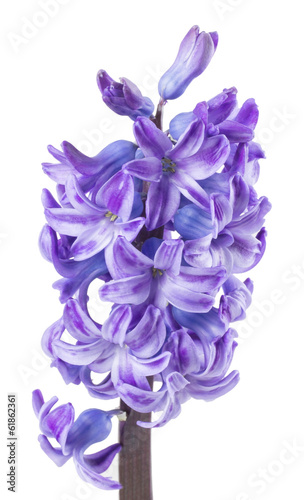 blue hyacinth on the white background