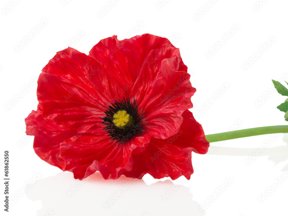 Fototapeta premium Red poppy on a white background