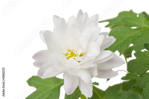 white flower on a white background