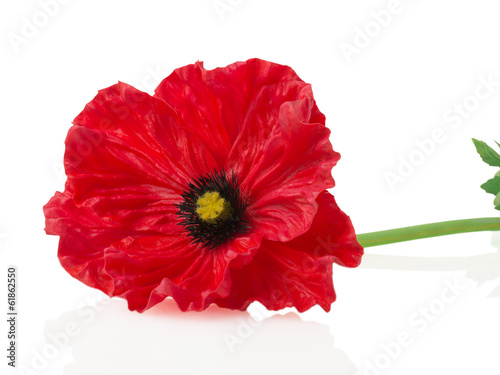 Fototapeta Naklejka Na Ścianę i Meble -  Red poppy on a white background