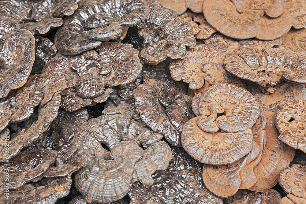 The Coal-Black and Red Reishi Mushrooms-Chinese Herbal LingZhi