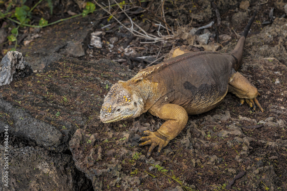 iguana galapagosg iguana galapagosg