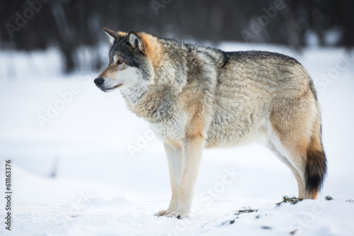 One Wolf in the Snow