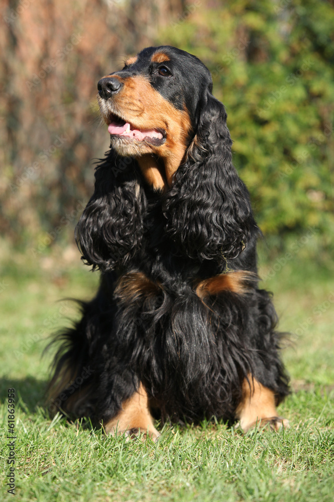 Beautiful English Cocker Spaniel in the garden Beautiful English Cocker Spaniel in the garden