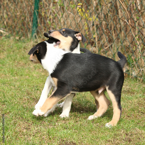 Puppy of Collie Smooth moving in the garden