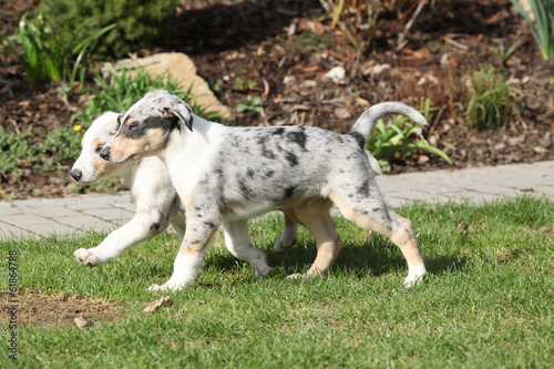 Puppy of Collie Smooth moving in the garden