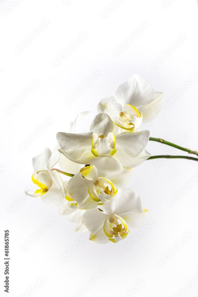 Fototapeta premium Weiße Orchideen mit weißem Hintergrund