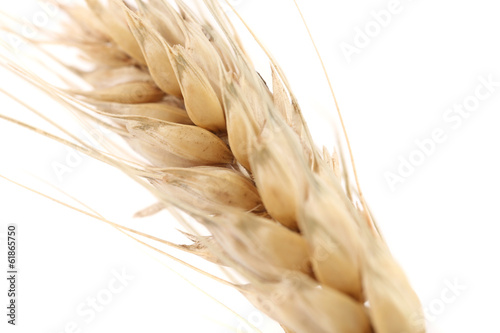 Close up of ear wheat.
