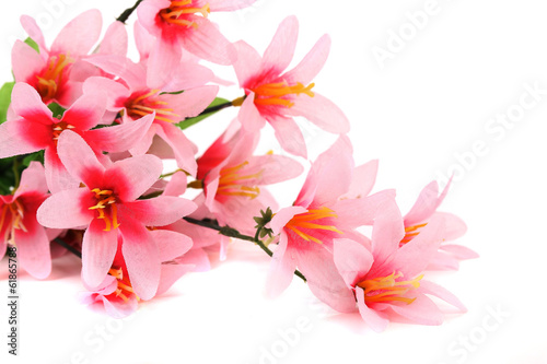 Close up of pink flowers. © indigolotos