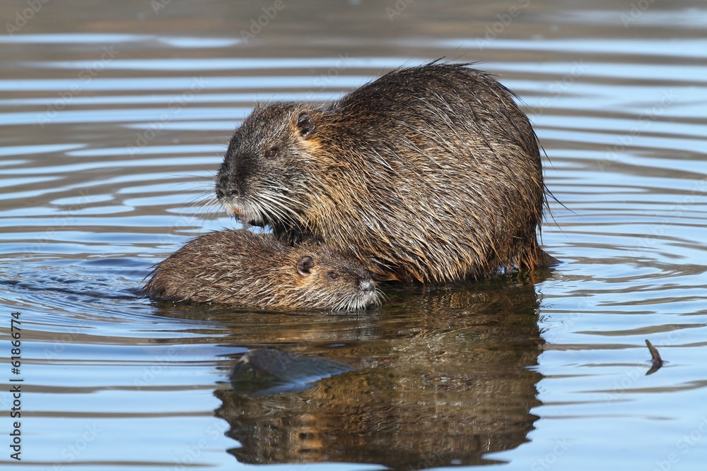 Wild nutria with the young. End of winter. Wild nutria with the young. End of winter.