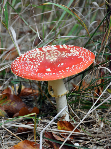 Red toadstool - Mushroom