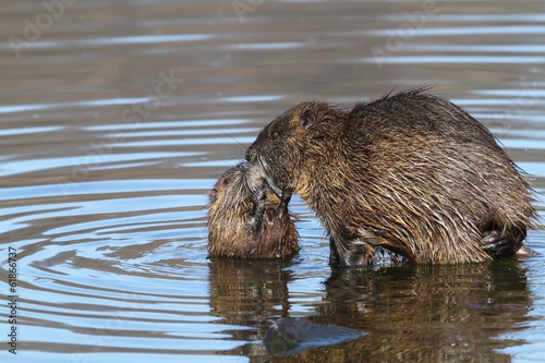 Wild nutria with the young. End of winter.