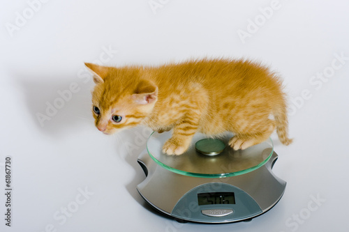 Gewichtskontrolle bei einem Katzenbaby