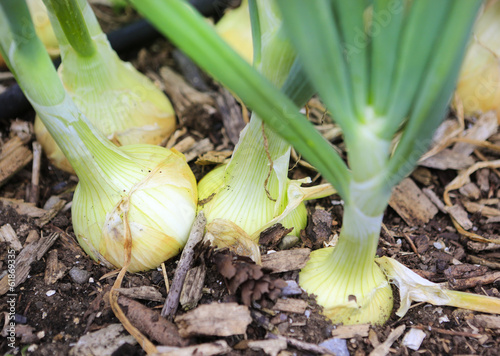 Close up view of growing onions