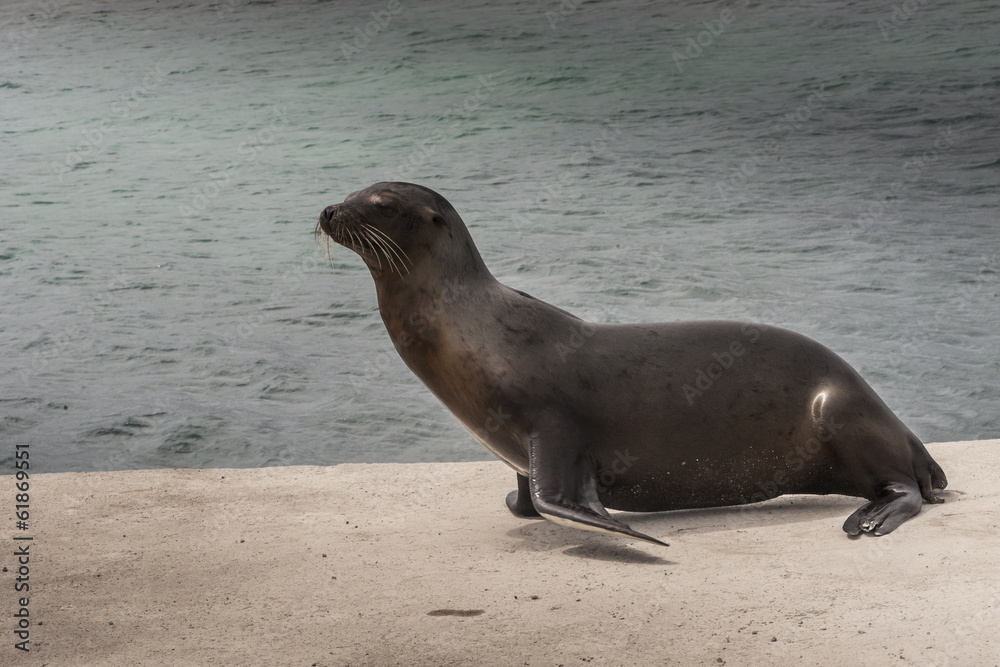 Fototapeta premium leone marino galapagos