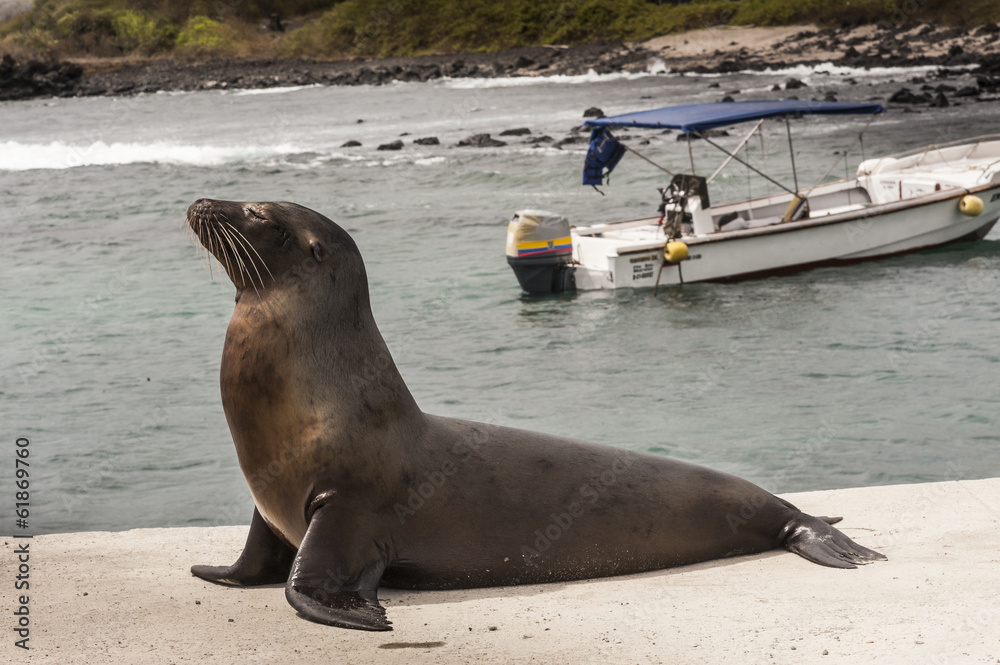 Obraz premium leone marino galapagos