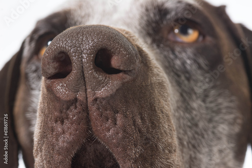 Fototapeta Naklejka Na Ścianę i Meble -  dog nose