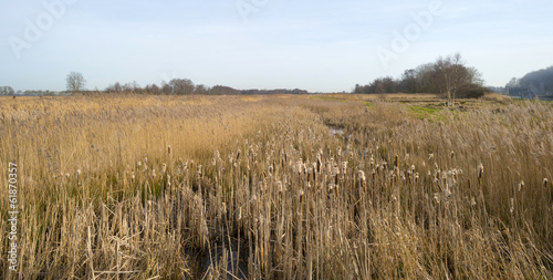 Bulrush in a field with reed in winter