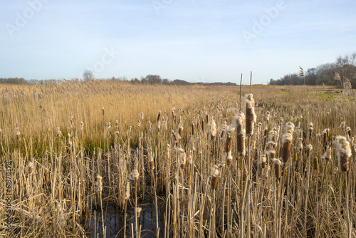 Bulrush in a field with reed in winter photo