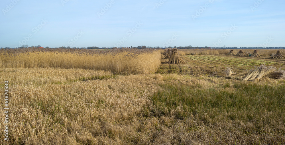 Bundled common reed on a field in winter