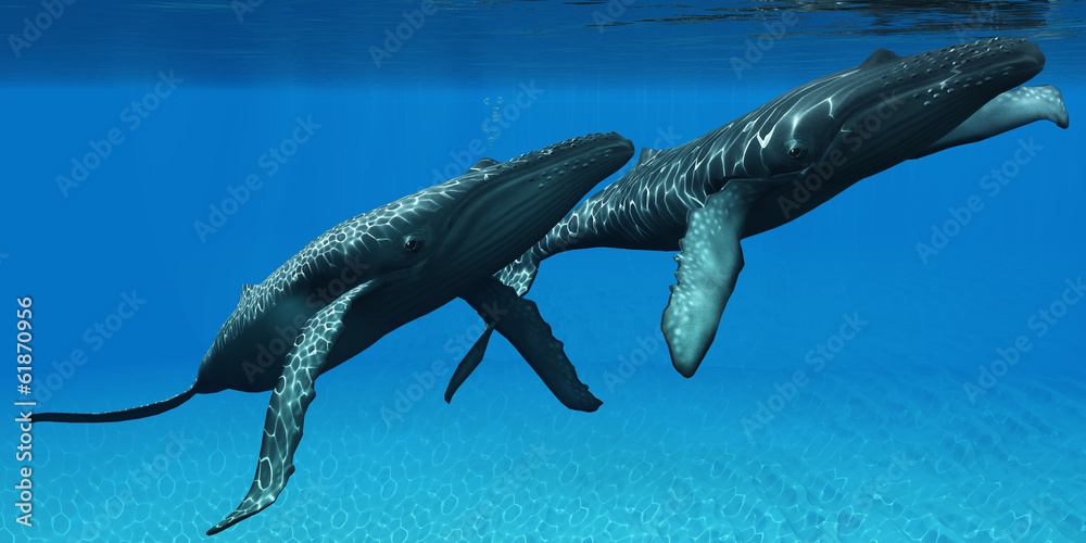 Naklejka Humpback Whales Surfacing