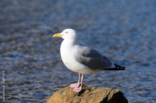 Herring Gull