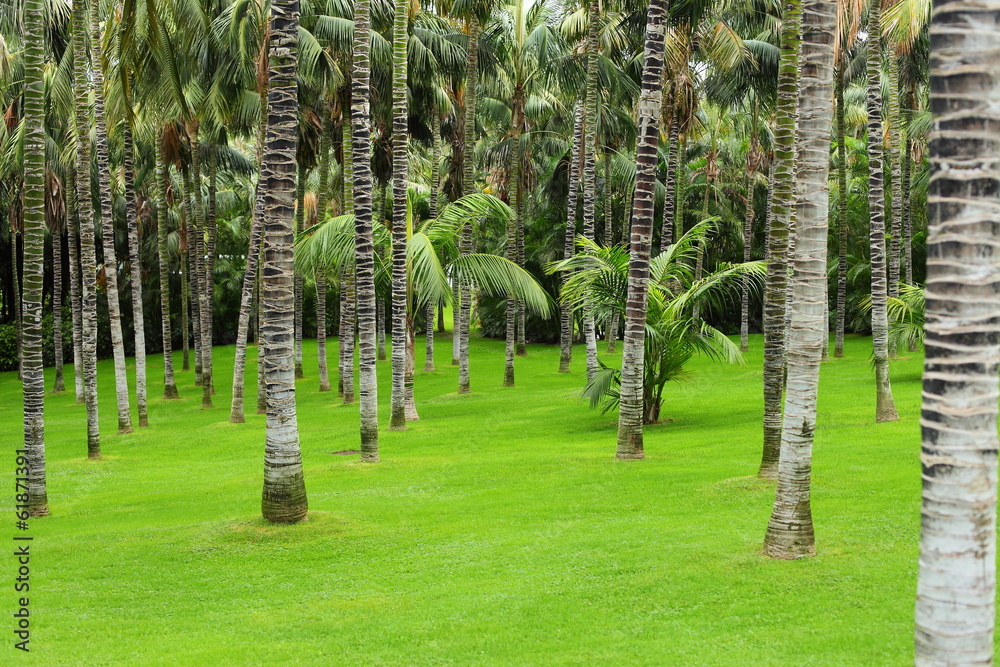 Fototapeta premium Meadow with green grass and palm trees