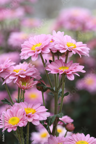 chrysanthemums flowers © geargodz