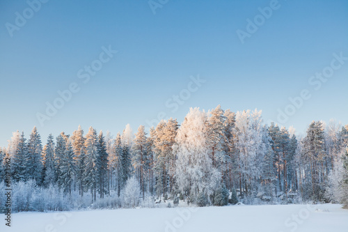 Snowy winter forest © Juhku