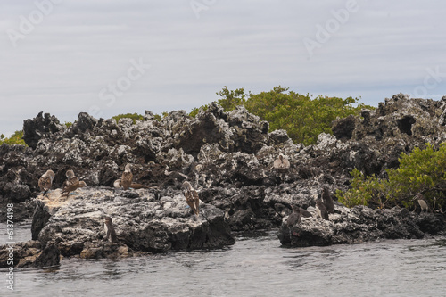 isola galapagos photo