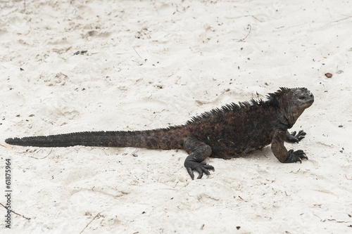 iguana galapagosg