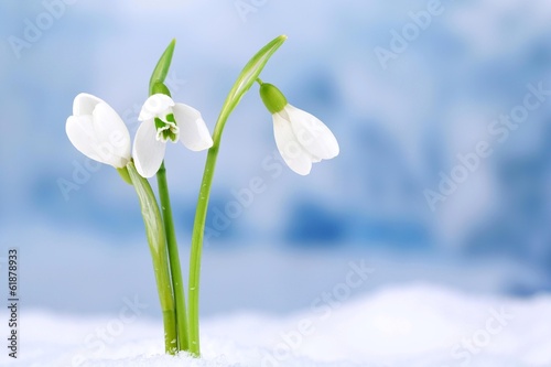 Fototapeta Naklejka Na Ścianę i Meble -  Beautiful snowdrops on snow, on nature winter background