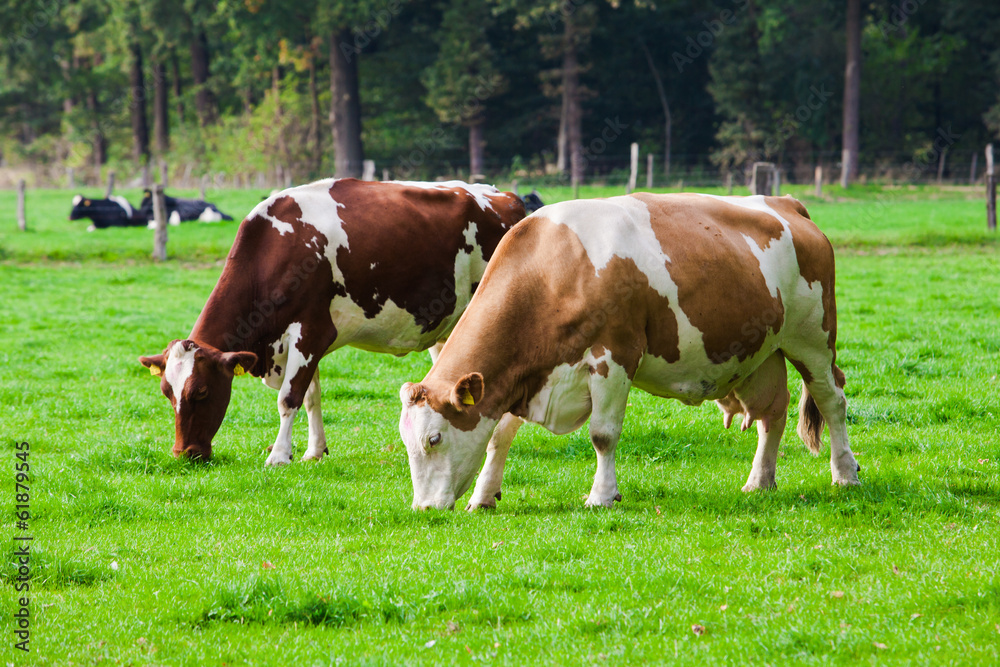 Obraz premium Cows on green meadow