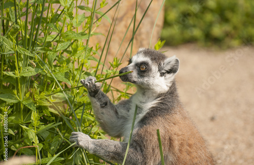 Ring-tailed lemur © kerstiny