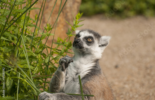 Ring-tailed lemur