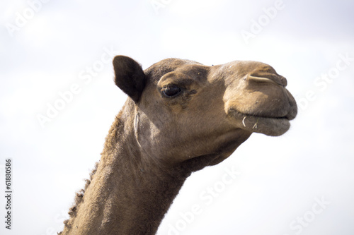 close up of a camel © asajdler