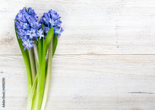 blue hyacinth on wooden table and copy-space for your text