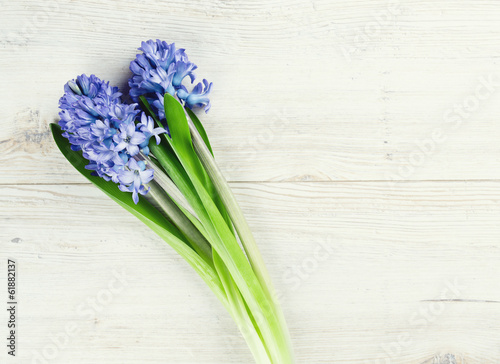 blue hyacinth on wooden table and copy-space for your text