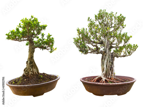 bonsai tree in a pot. Isolated on a white background