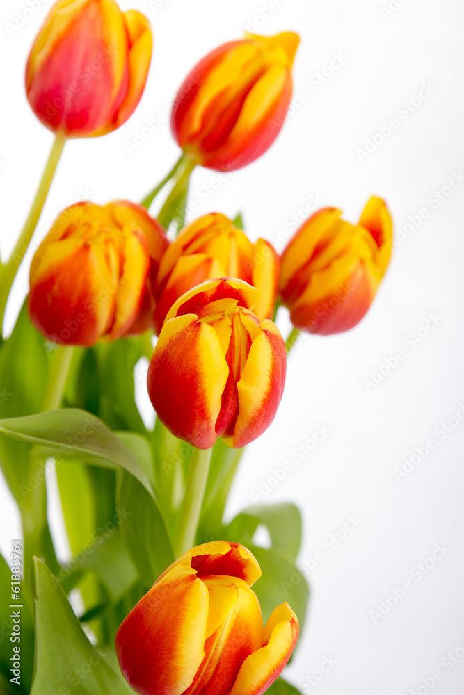 Beautiful orange red tulips on pure white background Beautiful orange red tulips on pure white background