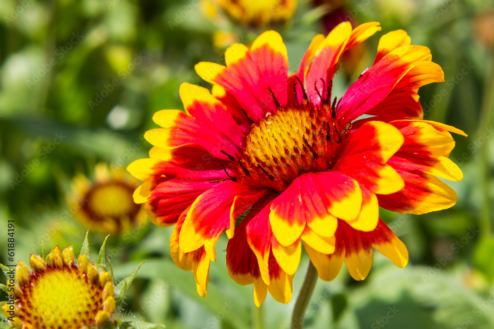 Colorful flowers Colorful flowers