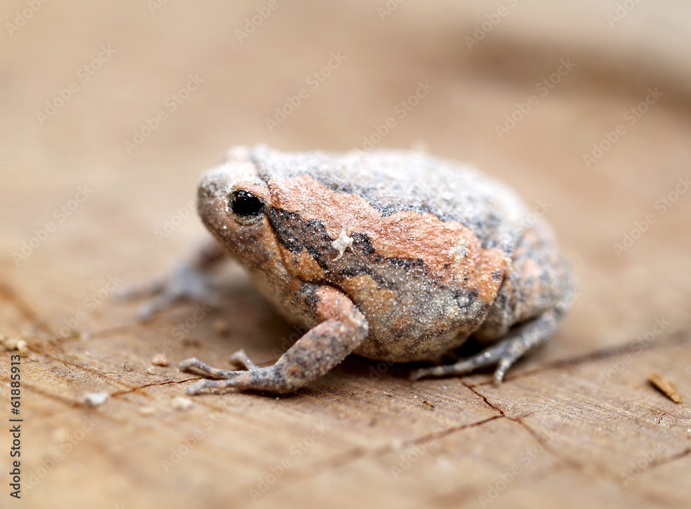 Obraz premium exotic frog
