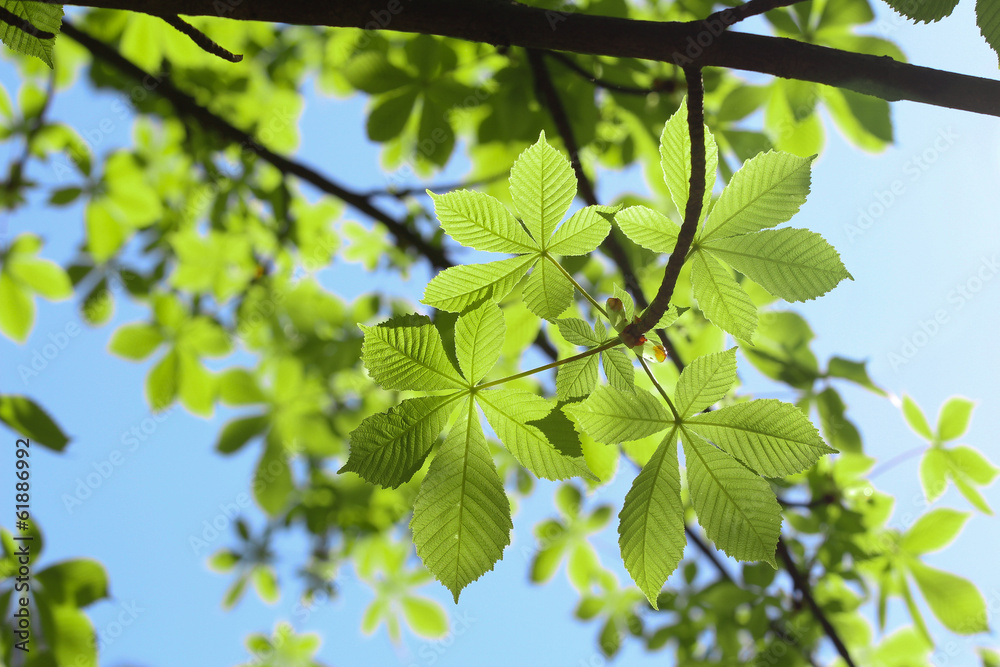 green leaves of horse-chestnut
