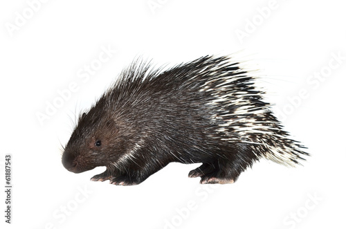 porcupine isolated