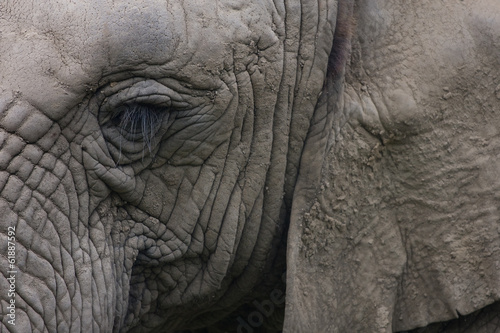 Closeup of an elephant's head.