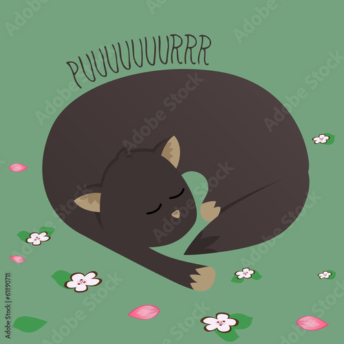 Sleepy cat