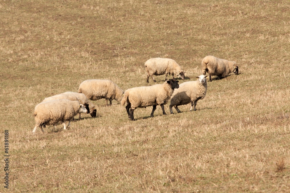 Fototapeta premium sheep