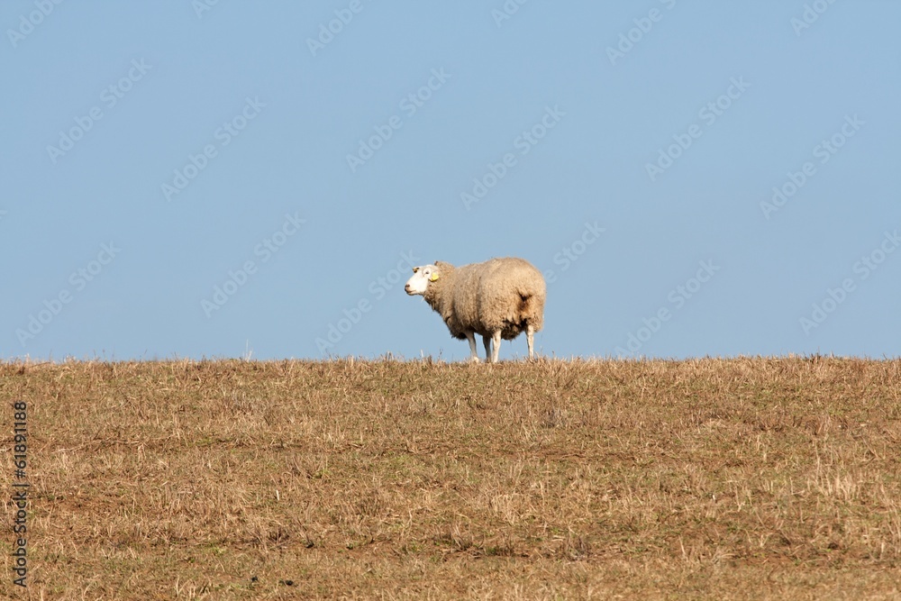 Fototapeta premium sheep