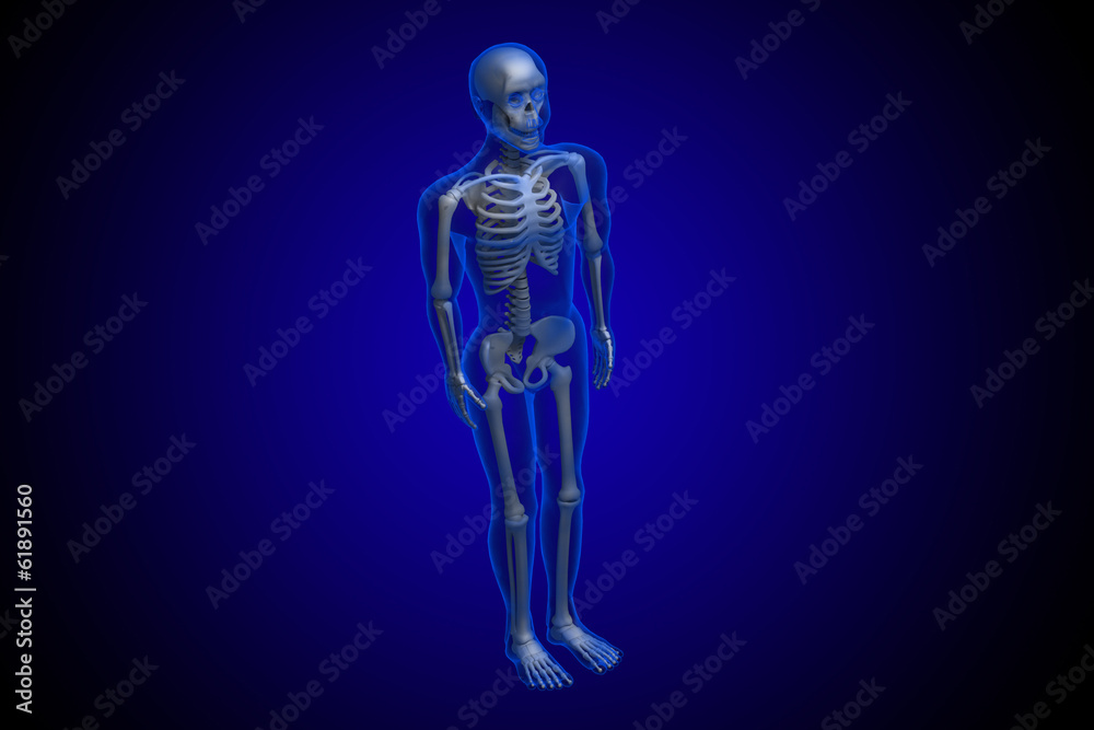 3d rendered Skeleton on a blue background 3d rendered Skeleton on a blue background