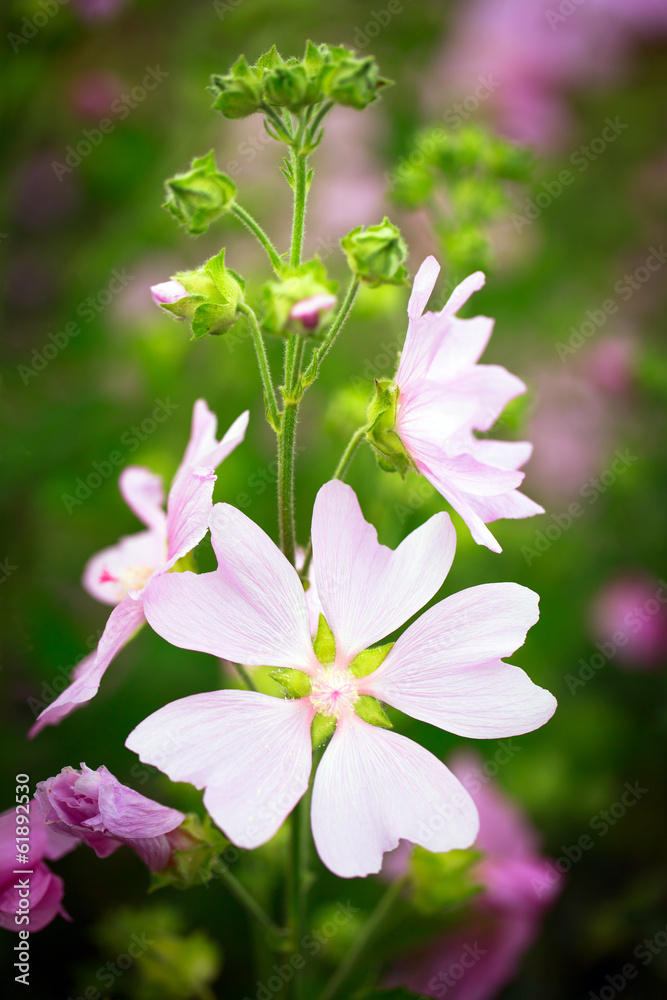 pink mallow flower pink mallow flower
